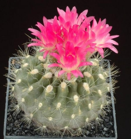 Neoporteria_cephalophora